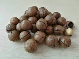 Macadamia Shell China